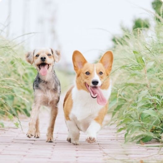 Animaux de compagnie