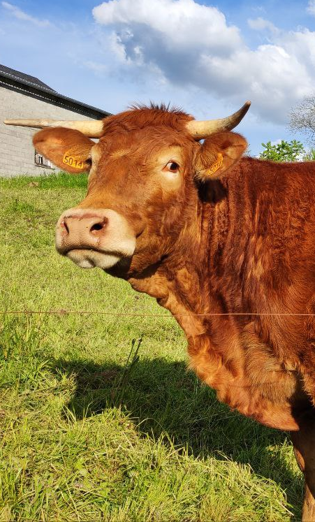 sur tourtou
 
y'a tout !

